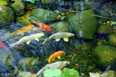 亭栽棲鳳竹池養化龍魚的意思：亭栽棲鳳竹池養化龍魚是什么意思