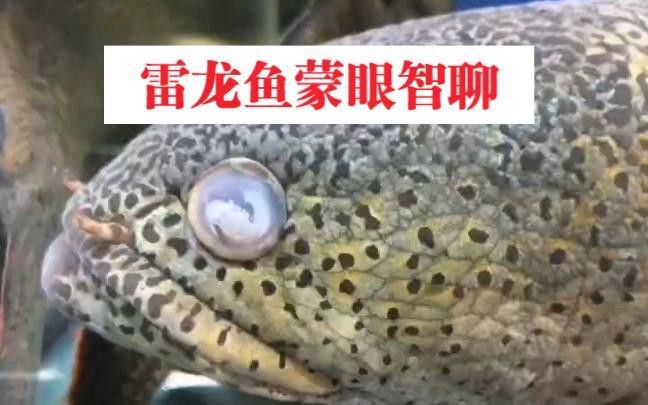 如何判斷雷龍魚眼睛白膜是否好轉？