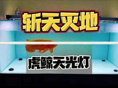 龍魚發色燈和烤色燈區別：如何選擇適合金龍魚的燈光