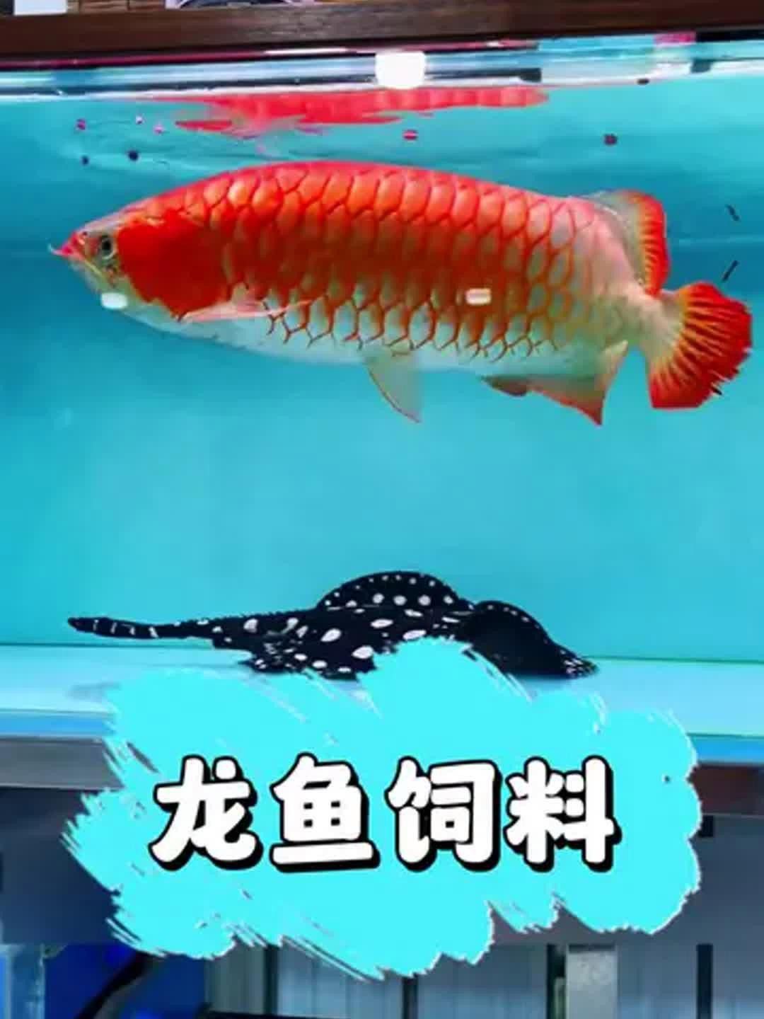 紅龍魚發(fā)色需要哪些飼料？ 紅龍魚發(fā)色需要哪些飼料？ 龍魚百科 第3張