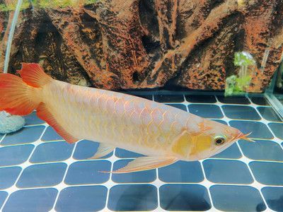 出售金龍魚觀賞魚（出售金龍魚觀賞魚價格-金龍魚觀賞魚價格批發報價）