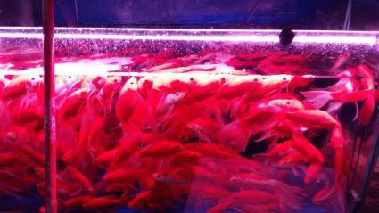 昆明觀賞魚批發(fā)市場（園博花鳥市場特色魚類介紹,斗南花卉市場觀賞魚價格對比）