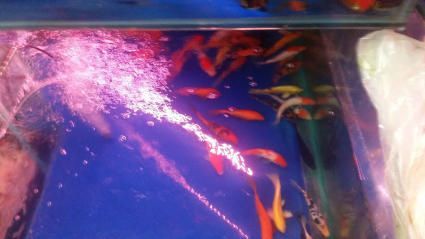 昆明觀賞魚批發(fā)市場(chǎng)（園博花鳥市場(chǎng)特色魚類介紹,斗南花卉市場(chǎng)觀賞魚價(jià)格對(duì)比）