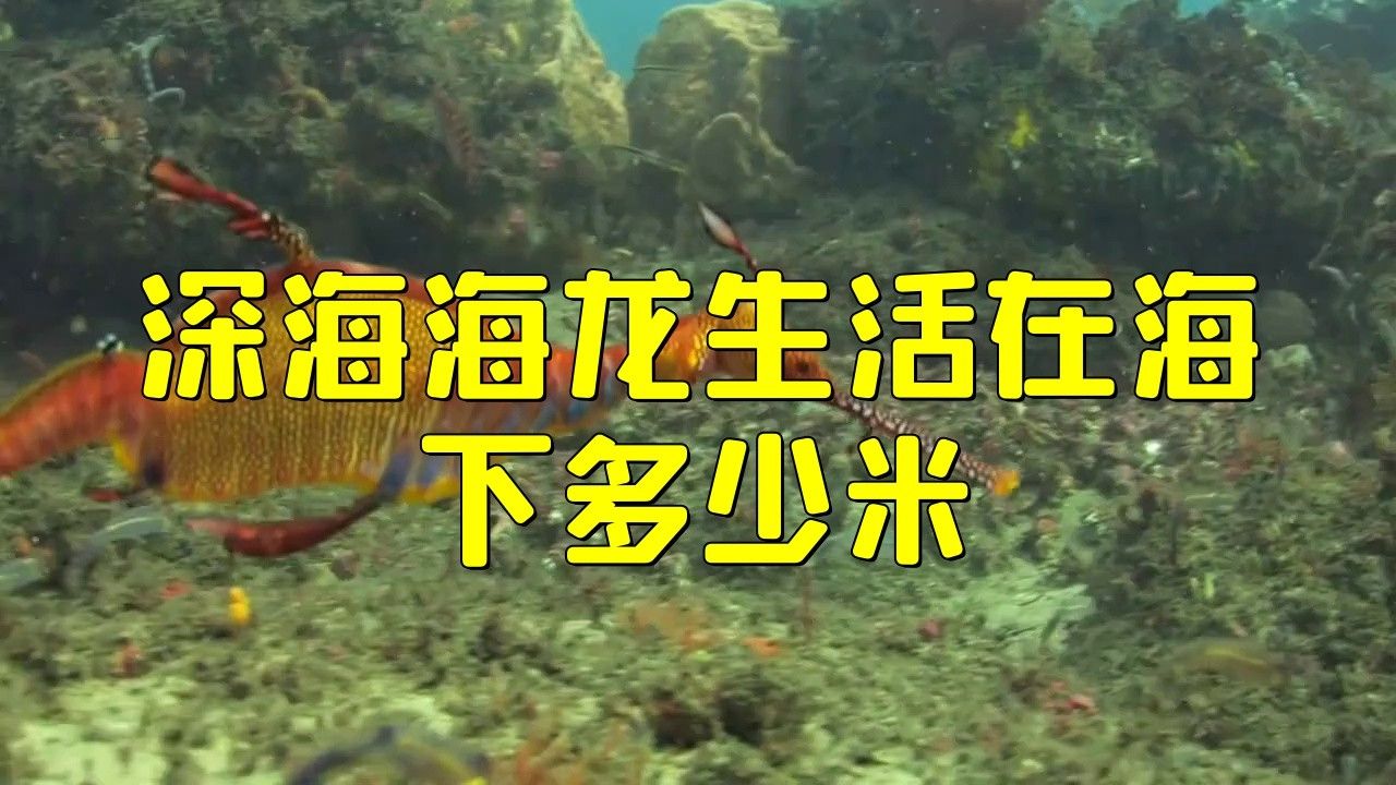 深海龍魚的圖片大全高清