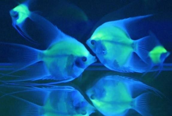 深海龍魚的圖片大全高清