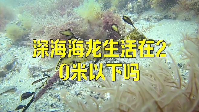 深海龍魚的圖片大全高清