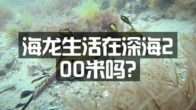 深海龍魚的圖片大全高清