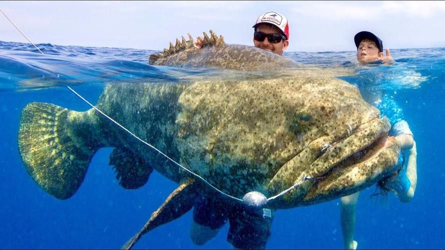 深海龍魚的圖片大全高清
