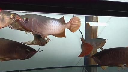 龍魚尾巴打散了多長時間恢復（龍魚尾巴打散的恢復時間）