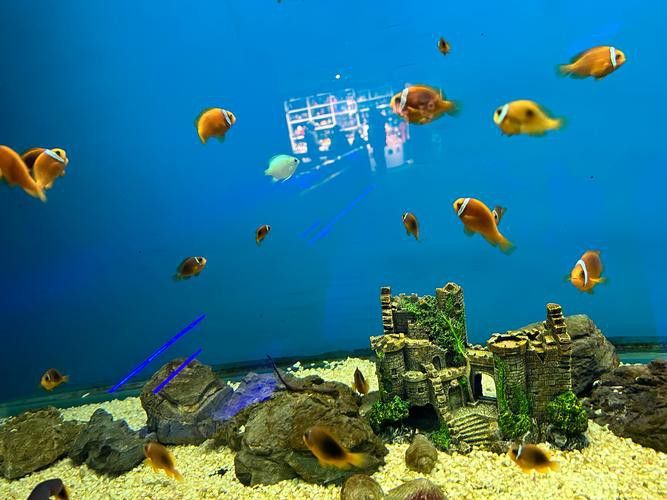2023水族展會祥龍魚場展位圖片
