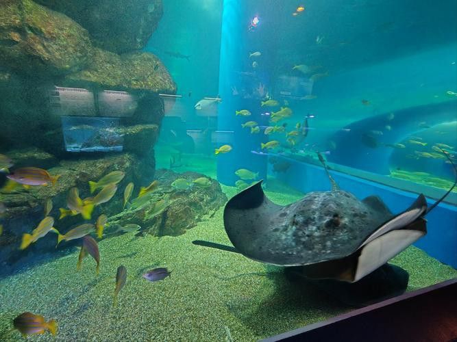 2023水族展會祥龍魚場展位圖片