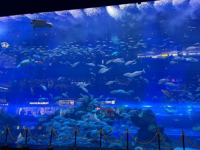 2023水族展會祥龍魚場展位圖片