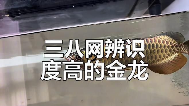 重慶哪里有賣龍魚的地方啊視頻