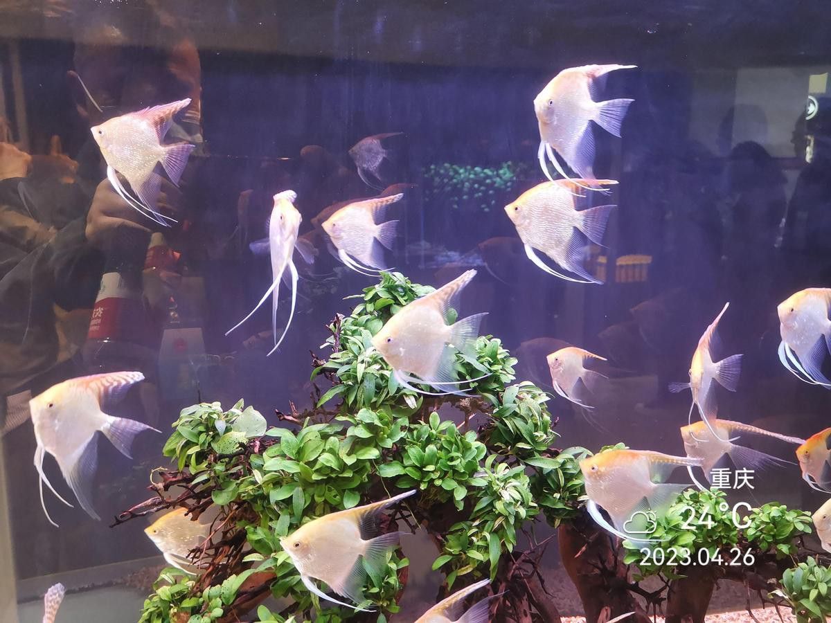 重慶哪里有賣龍魚的地方啊視頻