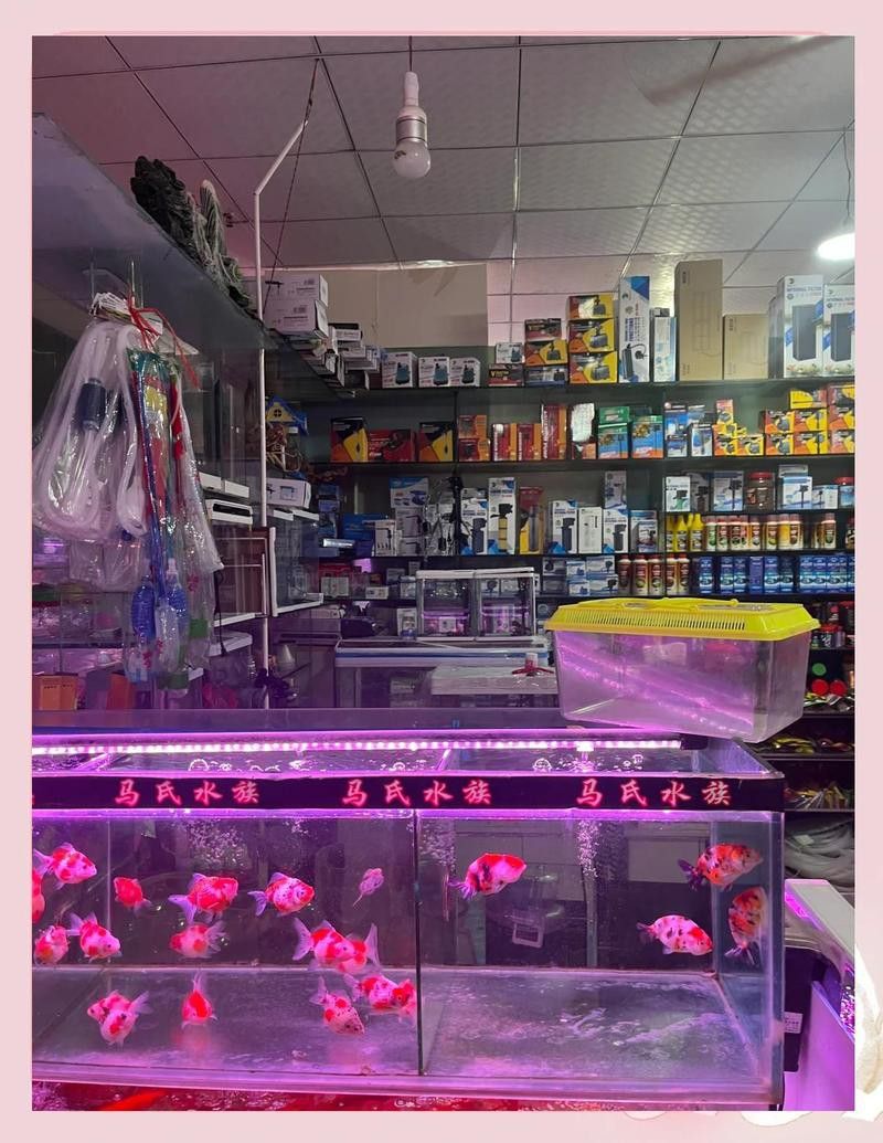 重慶哪里有賣龍魚的地方啊視頻
