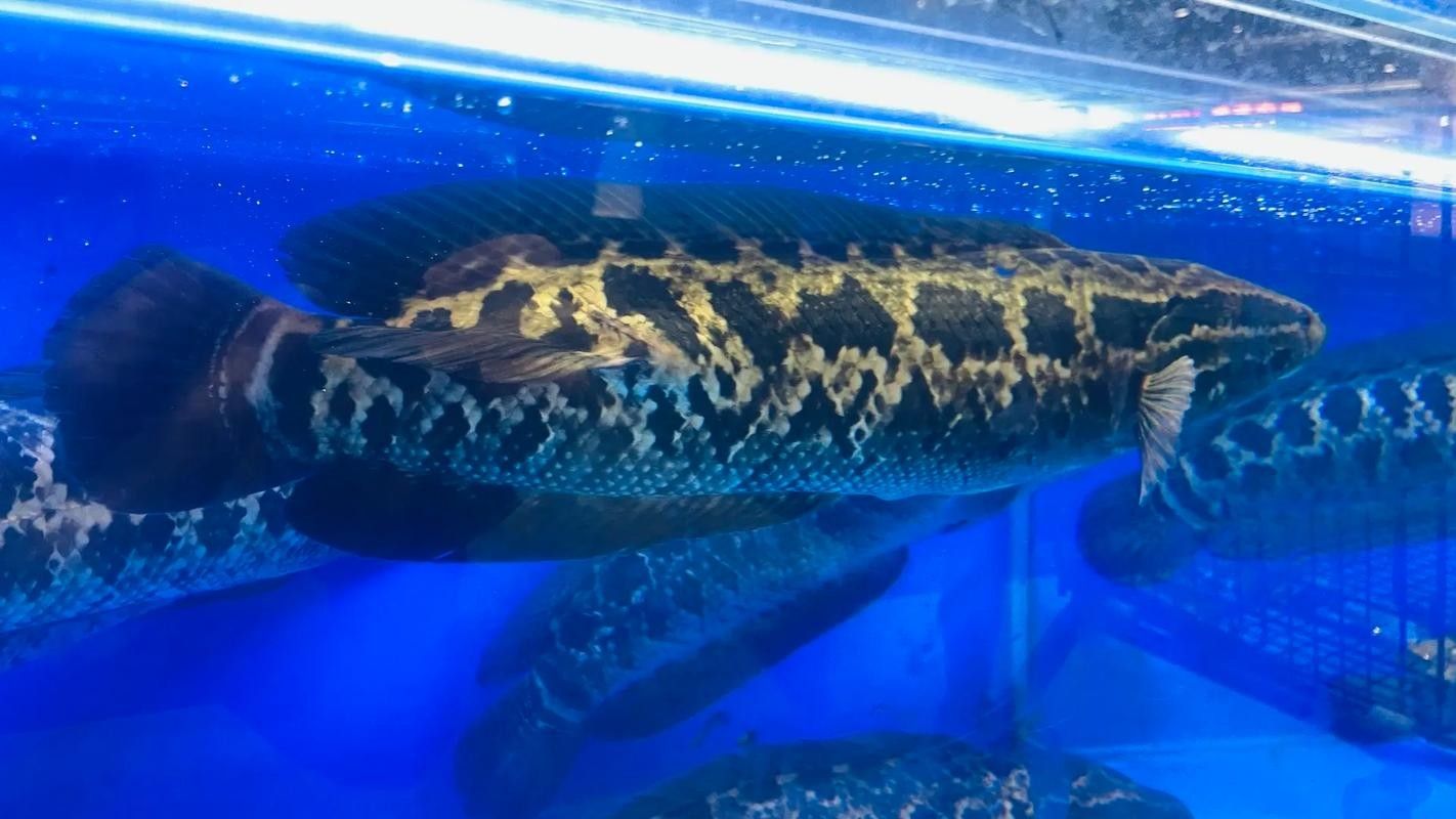 龍魚是黑魚嗎圖片