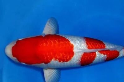 龍魚有病怎么治療視頻講解：龍魚有病怎么治療？詳細視頻教程與實用方法