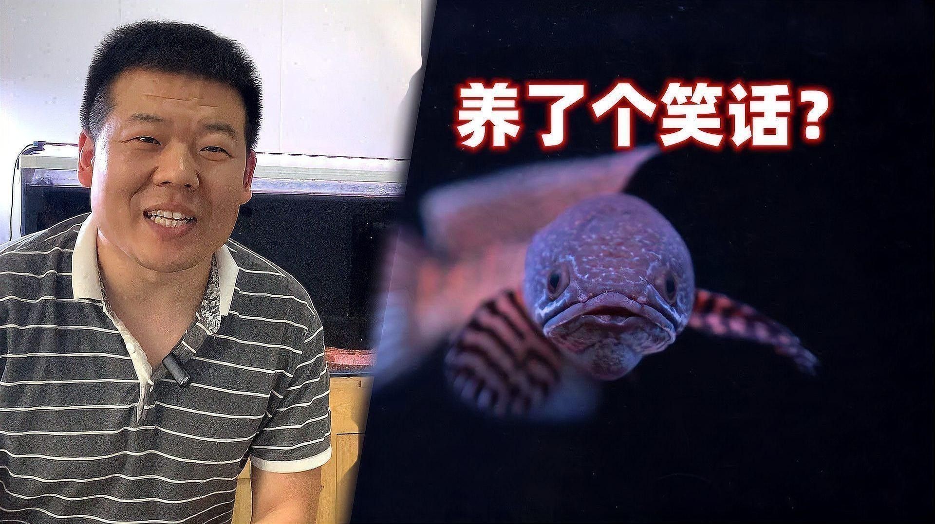 如何為鬼王雷龍魚設置造景？