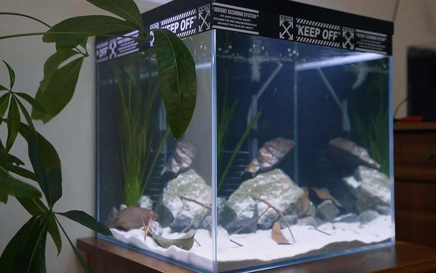 如何為鬼王雷龍魚設置造景？