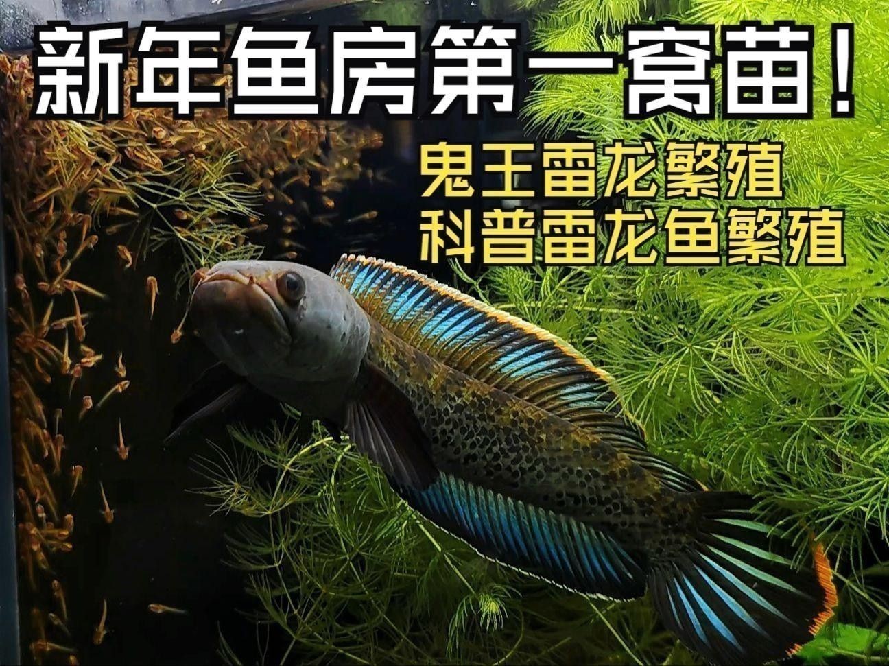 如何為鬼王雷龍魚設置造景？