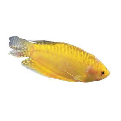 龍魚只吃紅蟲不吃蝦（龍魚為什么只吃紅蟲不吃蝦？）