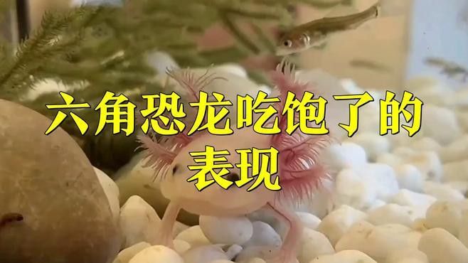 六角龍魚吃飽后還會吃嗎？