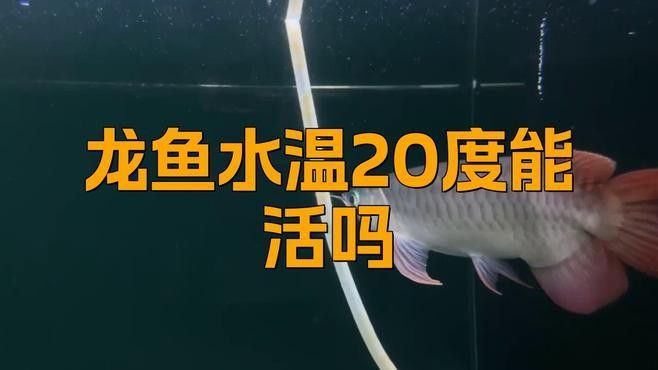 龍魚飼養溫度只有18度會死嗎