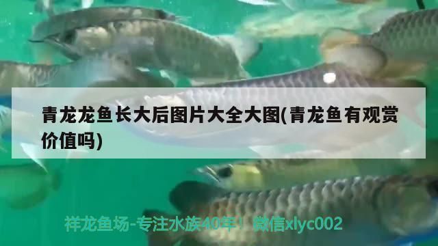 蘭龍魚怎么繁殖的（蘭龍魚繁殖期的餌料選擇防止蘭龍魚繁殖期疾病的方法）