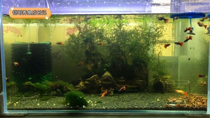 蘭龍魚怎么繁殖的（蘭龍魚繁殖期的餌料選擇防止蘭龍魚繁殖期疾病的方法）