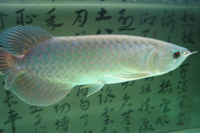 金龍魚身上的黑點是什么：金龍魚身上的黑點是什么原因引起的