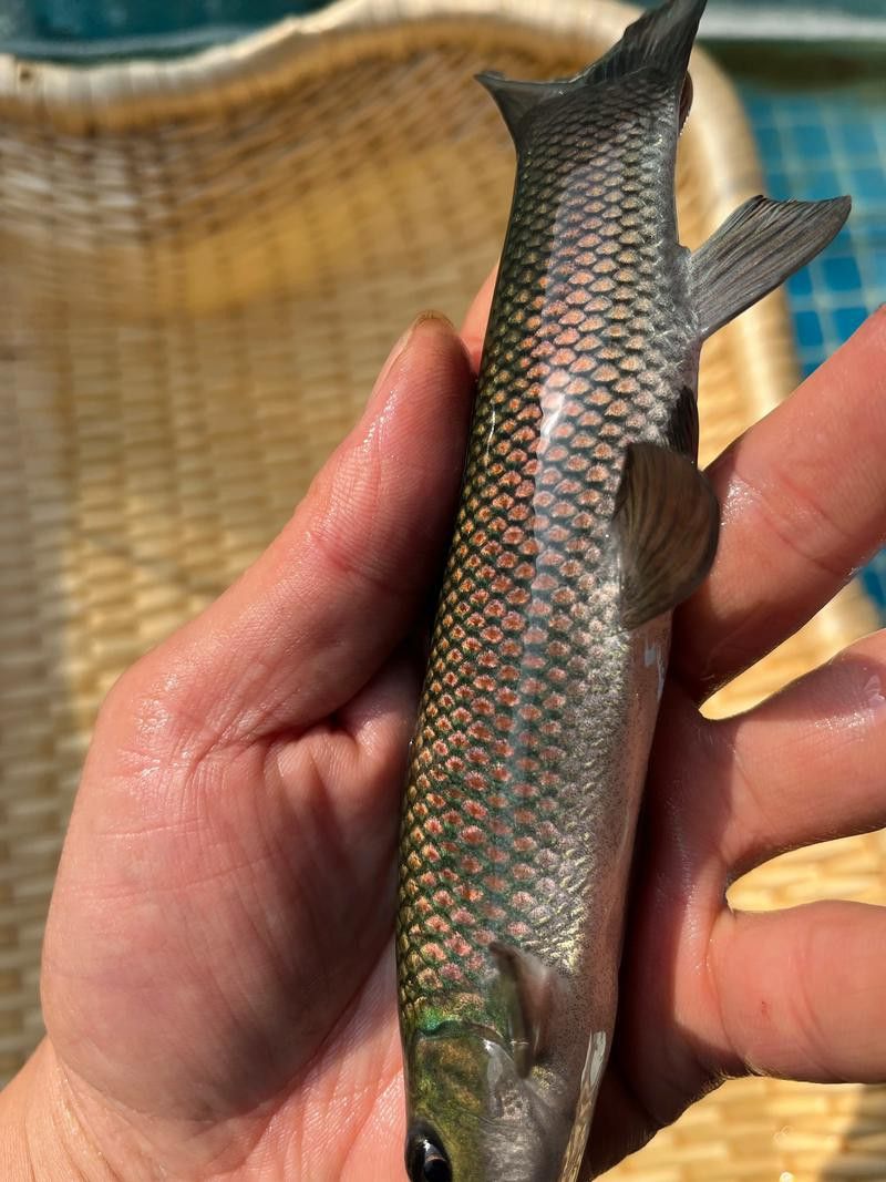 有沒有帶“華”字的霸氣龍魚圖片？