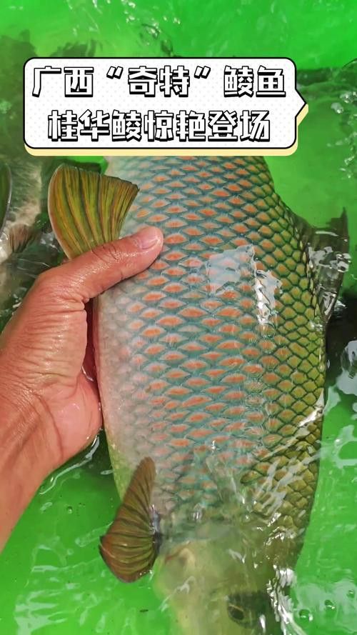 有沒有帶“華”字的霸氣龍魚圖片？