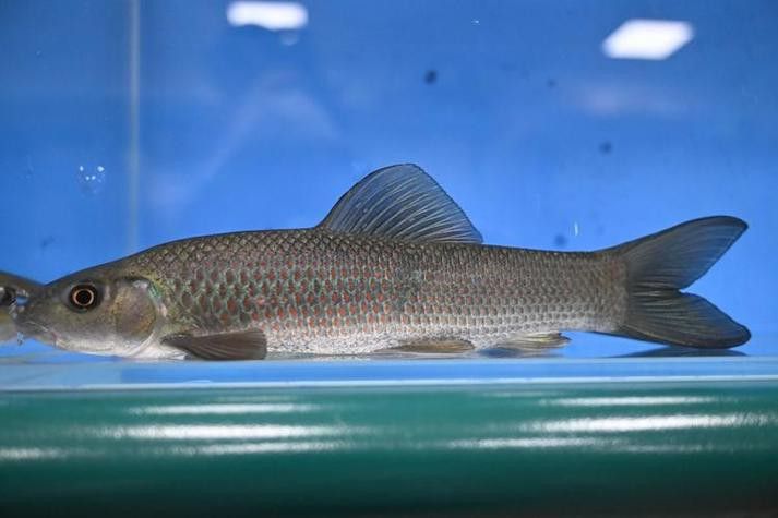 有沒有帶“華”字的霸氣龍魚圖片？
