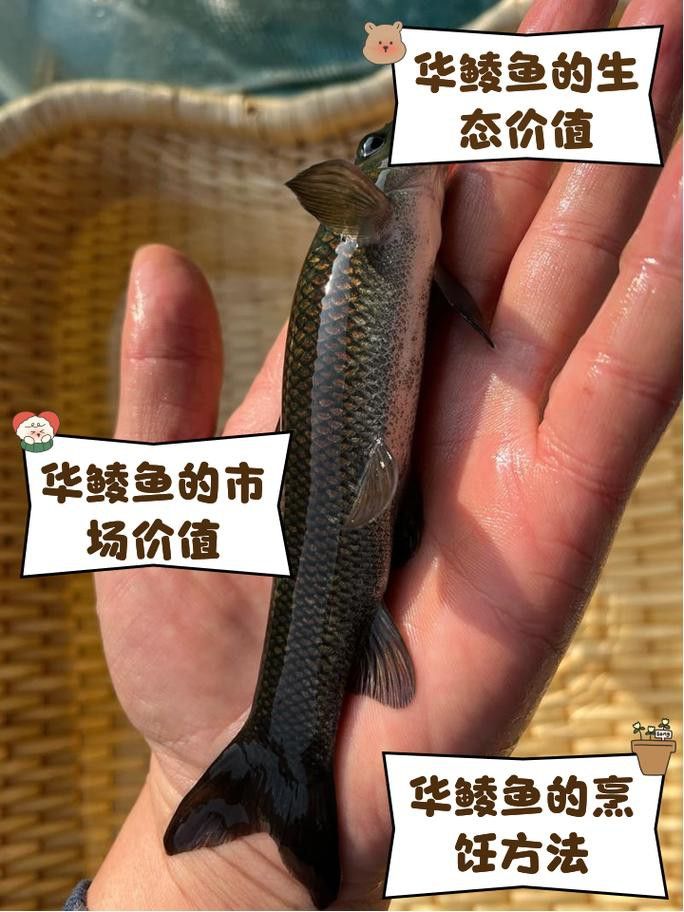 有沒有帶“華”字的霸氣龍魚圖片？