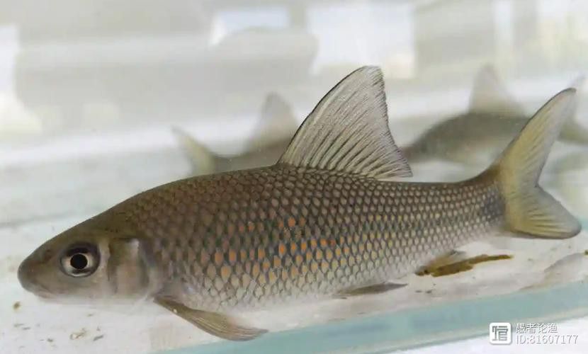 有沒有帶“華”字的霸氣龍魚圖片？