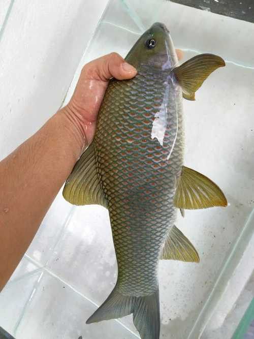 有沒有帶“華”字的霸氣龍魚圖片？