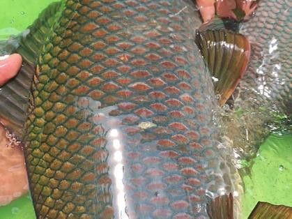 有沒有帶“華”字的霸氣龍魚圖片？