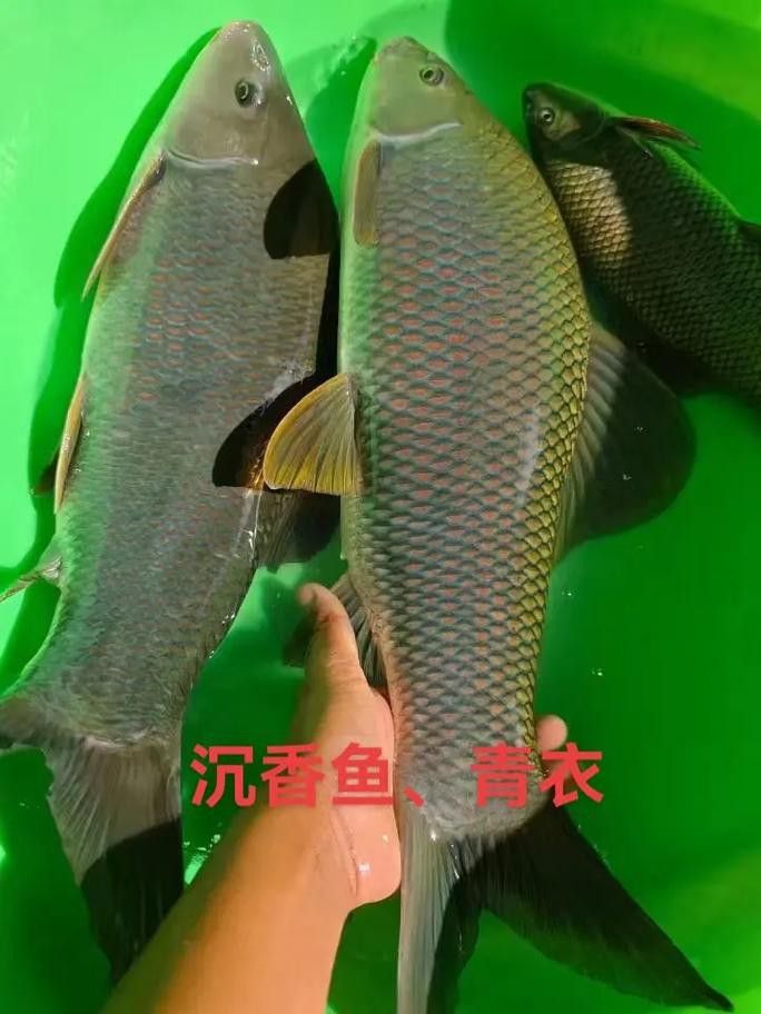 有沒有帶“華”字的霸氣龍魚圖片？