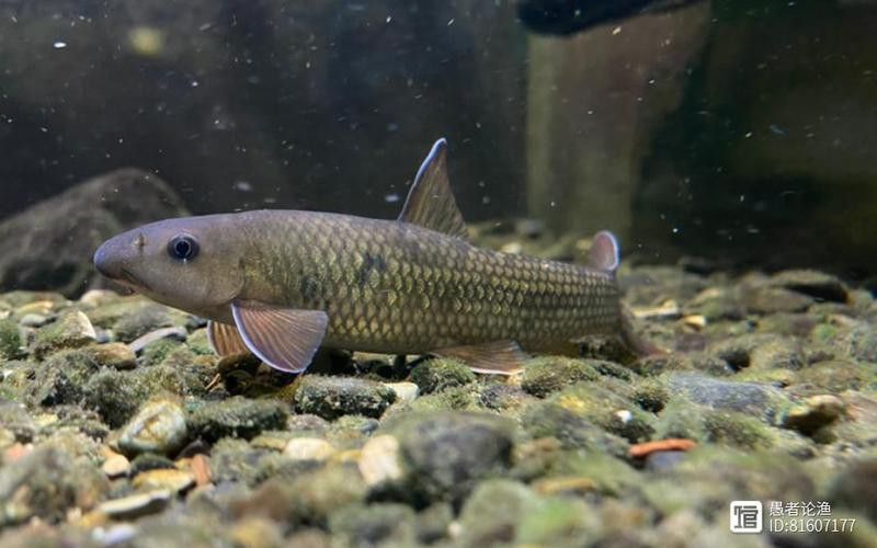 有沒有帶“華”字的霸氣龍魚圖片？