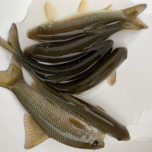有沒有帶“華”字的霸氣龍魚圖片？