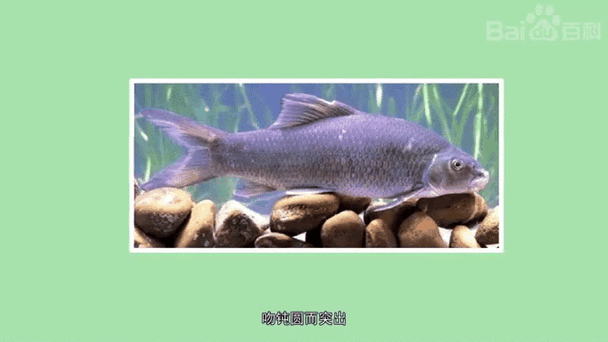 有沒有帶“華”字的霸氣龍魚圖片？