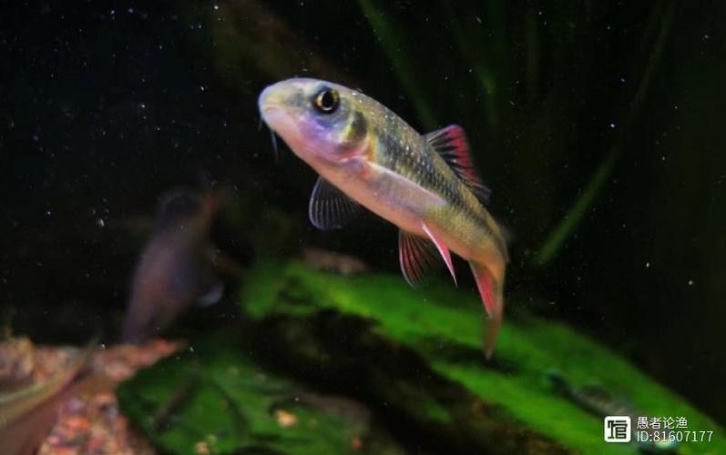 有沒有帶“華”字的霸氣龍魚圖片？