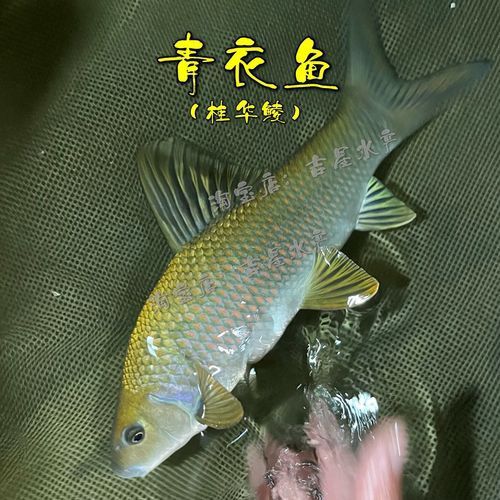有沒有帶“華”字的霸氣龍魚圖片？