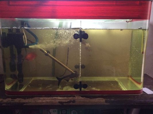 魚缸水發黃如何處理（如何自制魚缸水質凈化劑魚缸藻類控制的有效方法）