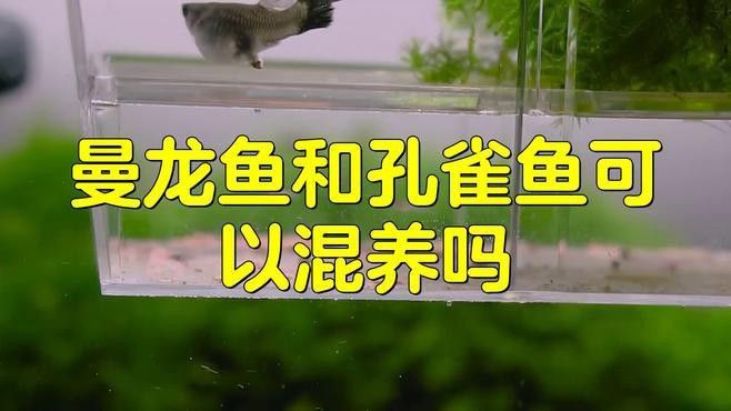 孔雀魚能和龍魚混養嗎怎么養