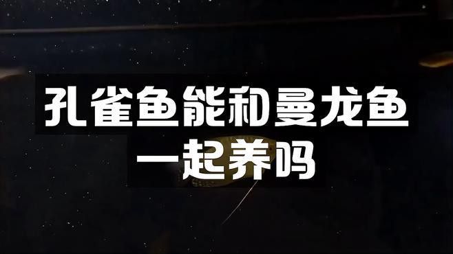 孔雀魚能和龍魚混養嗎怎么養