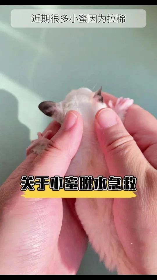 如何判斷小火龍是否脫水？