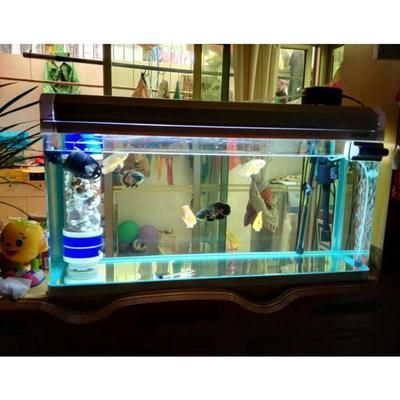 超白缸養龍魚好不好養：超白缸的優點主要體現在以下幾個方面，超白缸養龍魚好不好養 超白缸養龍魚好不好養：超白缸的優點主要體現在以下幾個方面，超白缸養龍魚好不好養 龍魚百科 第2張