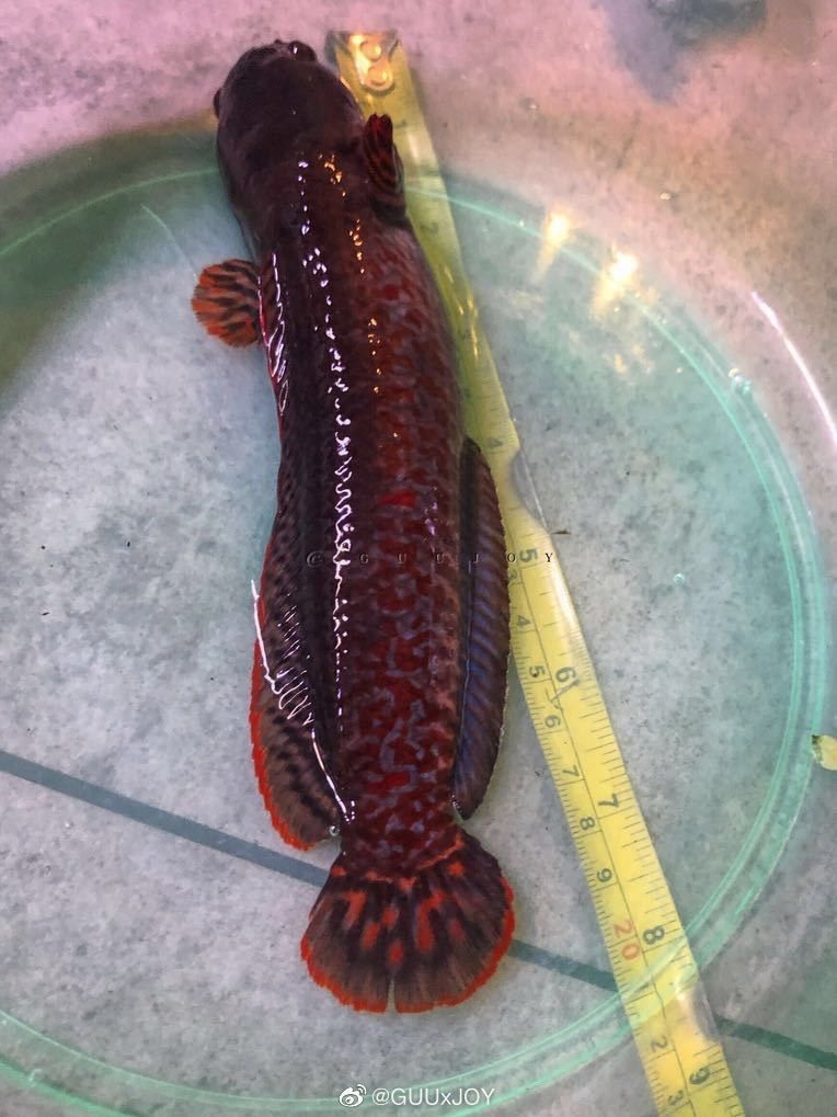 七彩雷龍魚可以長多大 七彩雷龍魚可以長多大 龍魚百科 第6張