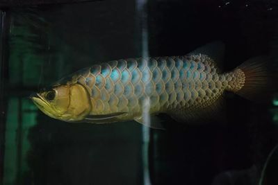 金龍魚腦袋朝下：金龍魚腦袋朝下可能是多種原因引起的金龍魚腦袋朝下